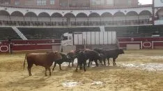 Los astados en La Chata. SN