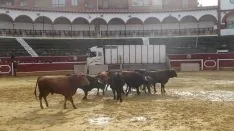 Los astados en La Chata. SN