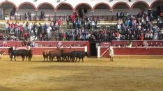 Los astados en La Chata. SN