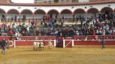 Los astados en La Chata. SN