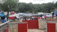 Foto 31 - 7+5 novillos en el encierro previo a la Saca