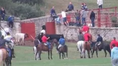 Foto 20 - 7+5 novillos en el encierro previo a la Saca