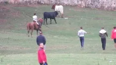 Foto 19 - 7+5 novillos en el encierro previo a la Saca