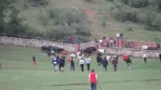 Foto 17 - 7+5 novillos en el encierro previo a la Saca