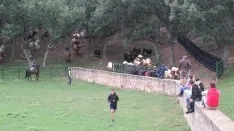 Foto 16 - 7+5 novillos en el encierro previo a la Saca