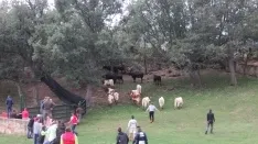 Foto 13 - 7+5 novillos en el encierro previo a la Saca