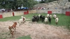 Foto 11 - 7+5 novillos en el encierro previo a la Saca