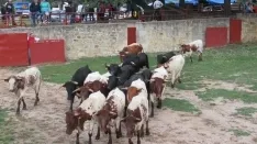 Foto 9 - 7+5 novillos en el encierro previo a la Saca