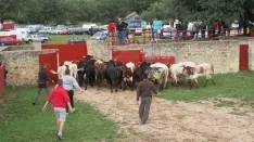 Foto 8 - 7+5 novillos en el encierro previo a la Saca