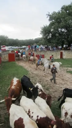 Foto 4 - 7+5 novillos en el encierro previo a la Saca