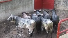 Foto 3 - 7+5 novillos en el encierro previo a la Saca