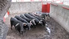 Foto 37 - 7+5 novillos en el encierro previo a la Saca