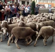 Imagen del paso del ganado por la capital./SN