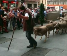 Imagen del paso del ganado por la capital./SN