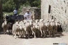 Trashumancia / María Ferrer