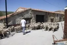 Trashumancia / María Ferrer
