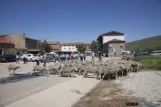 Trashumancia / María Ferrer