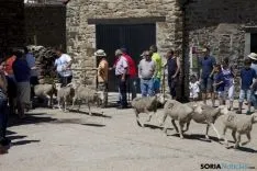 Trashumancia / María Ferrer