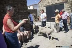Trashumancia / María Ferrer