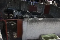 La Saca 2017 / María Ferrer