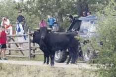 La Saca 2017 / María Ferrer