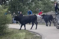 La Saca 2017 / María Ferrer