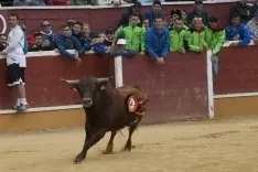Viernes de Toros 2017 / María Ferrer