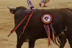 Viernes de Toros 2017 / María Ferrer