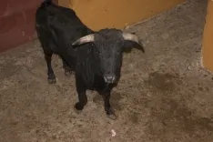 Viernes de Toros 2017 / María Ferrer