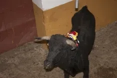 Viernes de Toros 2017 / María Ferrer