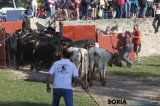 Lavalenguas 2017 / Maria Ferrer