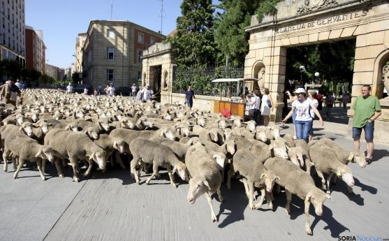 Las ovejas atravesando Mariano Granados el pasado año. /SN