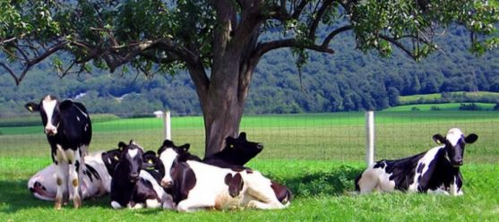 Vacas de leche en un prado
