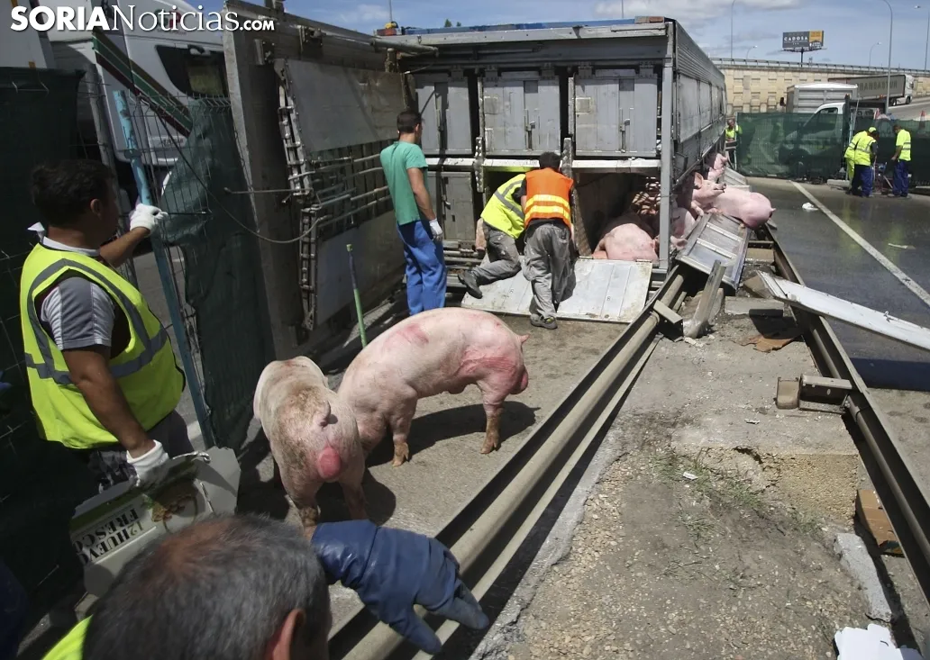 Un momento del embarque de los cerdos a otro vehículo./SN
