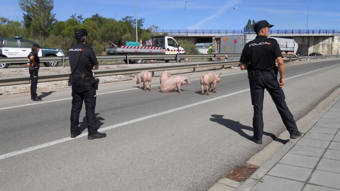 Foto 11 - #LoMejorde2017 Vuelca un cami&oacute;n de cerdos en la rotonda del Caballo Blanco