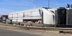 Foto 25 - #LoMejorde2017 Vuelca un cami&oacute;n de cerdos en la rotonda del Caballo Blanco