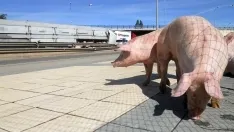 Foto 24 - #LoMejorde2017 Vuelca un cami&oacute;n de cerdos en la rotonda del Caballo Blanco