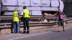 Foto 23 - #LoMejorde2017 Vuelca un cami&oacute;n de cerdos en la rotonda del Caballo Blanco