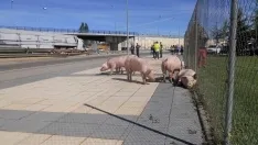 Foto 22 - #LoMejorde2017 Vuelca un cami&oacute;n de cerdos en la rotonda del Caballo Blanco