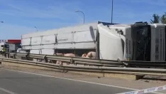 Foto 21 - #LoMejorde2017 Vuelca un cami&oacute;n de cerdos en la rotonda del Caballo Blanco