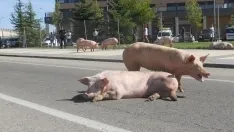 Foto 20 - #LoMejorde2017 Vuelca un cami&oacute;n de cerdos en la rotonda del Caballo Blanco