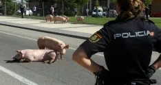 Foto 19 - #LoMejorde2017 Vuelca un cami&oacute;n de cerdos en la rotonda del Caballo Blanco
