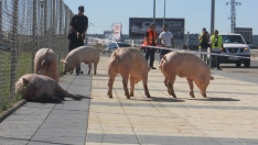 Foto 15 - #LoMejorde2017 Vuelca un cami&oacute;n de cerdos en la rotonda del Caballo Blanco