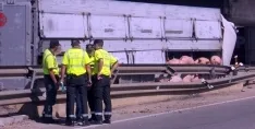 Foto 9 - #LoMejorde2017 Vuelca un cami&oacute;n de cerdos en la rotonda del Caballo Blanco