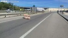 Los cerdos se encuentran sueltos por la zona. / SN