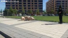 Los animales sueltos por la zona. / SN
