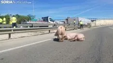 Los animales sueltos por la zona. / SN