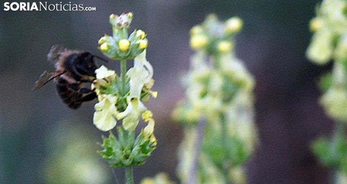 Una abeja libando a finales de mayo en un monte soriano./SN