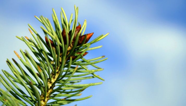 Descifran el funcionamiento interno de los pinares de repoblación