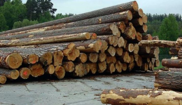 Troncos talados tras una licitación.